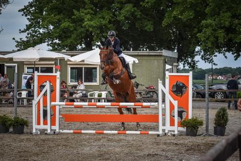 7-jarige merrie te koop, Dieren en Toebehoren, Paarden, Merrie, M