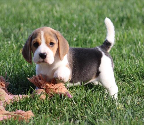 Beagle pup, Dieren en Toebehoren, Honden | Beagles, Bassets en Lopende honden, Teef, Beagle, Fokker | Professioneel, Eén hond