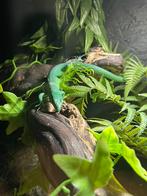 Gastropholis prasina 1.1 of 1.2, Hagedis, Tam, 0 tot 2 jaar