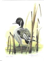 Gravure en couleur de A. Buzin Pintail, Neuf, Autre, Autre, Sans timbre