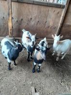 Te koop 4 mooie bonte dwerggeiten dek bokjes., Dieren en Toebehoren, Schapen, Geiten en Varkens, Mannelijk, Geit, 0 tot 2 jaar