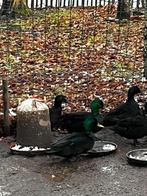 smaragd eend, Dieren en Toebehoren, Pluimvee