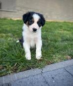 Beaux chiots border collie, Animaux & Accessoires, Colley, Plusieurs, Hépatite contagieuse (maladie de Rubarth), Belgique