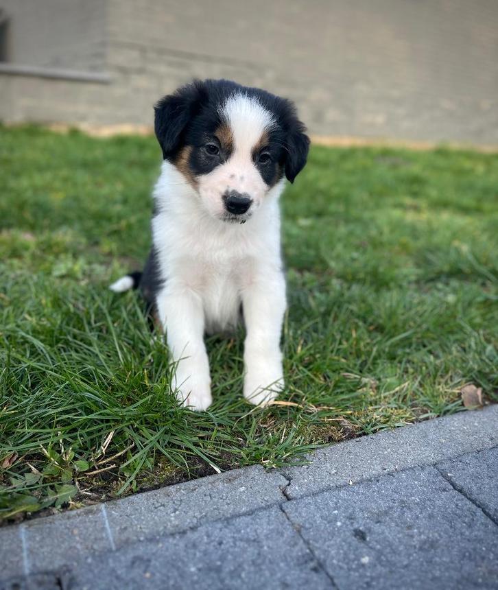Knappe border collie pups, Dieren en Toebehoren, Honden | Herdershonden en Veedrijvers, Meerdere dieren, Collie, Fokker | Professioneel