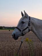 Recreatiepaard, merrie met karakter, Moins de 160 cm, Cheval de récréation, Jument, 11 ans ou plus