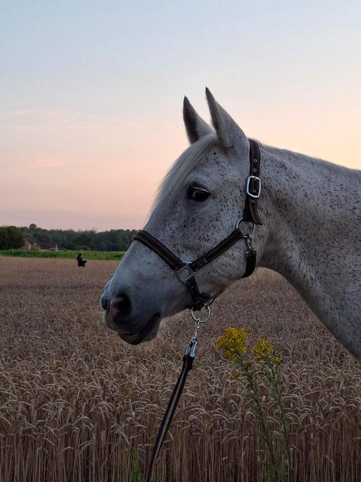 Recreatiepaard, merrie met karakter, Animaux & Accessoires, Chevaux, Jument, Moins de 160 cm, 11 ans ou plus, Cheval de récréation