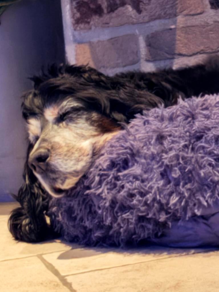 •	Zorgzame student beschikbaar voor jouw huisdier, November, Mannelijk