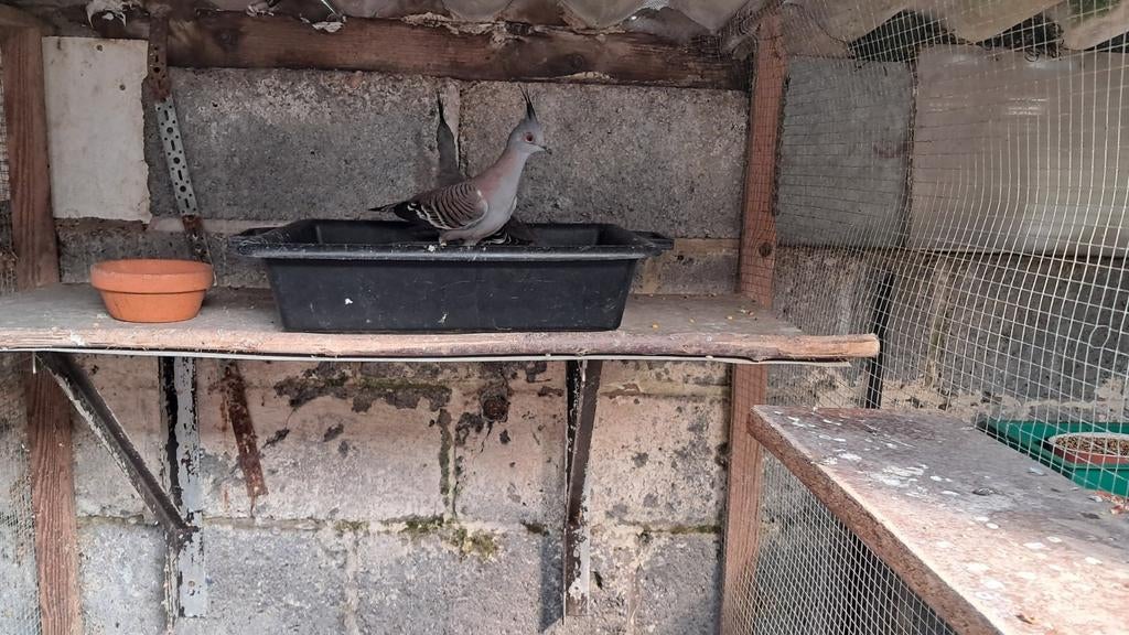 australische kuifduiven  duiven Koppel