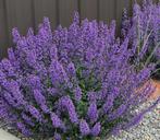 Nepeta 'Walkers low', Tuin en Terras, Ophalen, Vaste plant, Volle zon