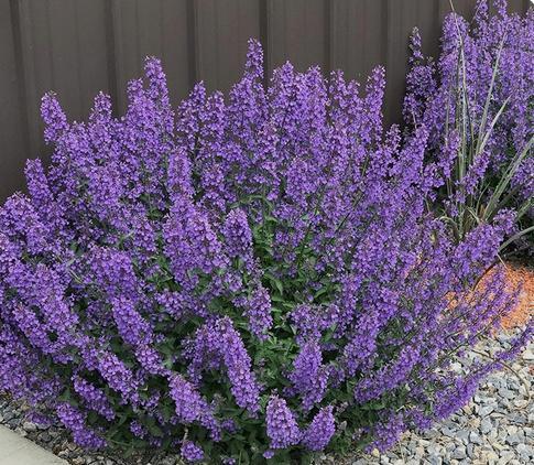 Nepeta 'Walkers low', Tuin en Terras, Planten | Tuinplanten, Vaste plant, Volle zon, Ophalen