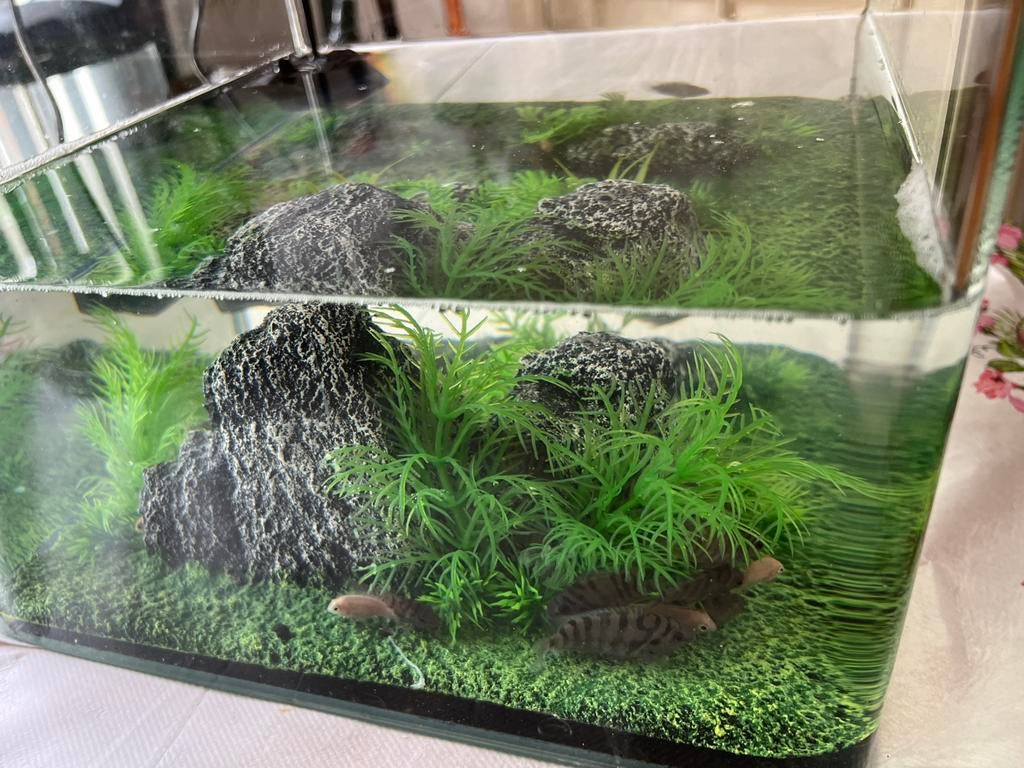 Aguarium malawi Aibino en zebra cichliden te koop, Ophalen, Zo goed als nieuw