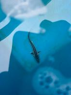 Diamant steur 25/30cm, Dieren en Toebehoren, Vissen | Vijvervissen, Steur