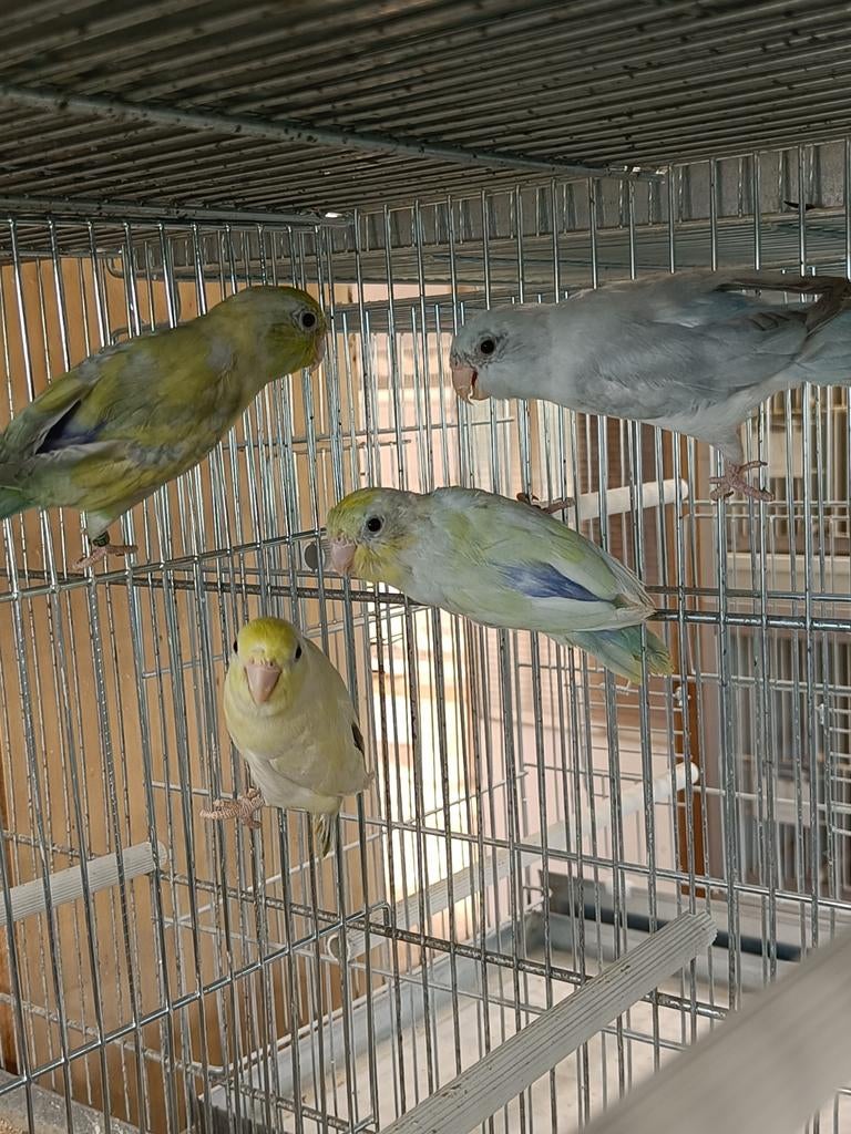 Forpusen 2026 in verschillende mutaties