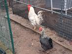 Cream legbar haan, Dieren en Toebehoren, Pluimvee, Mannelijk, Kip