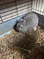 Kleurdwerg mannelijk dwergkonijn, Dieren en Toebehoren, Konijnen, Mannelijk, Dwerg, 3 tot 5 jaar