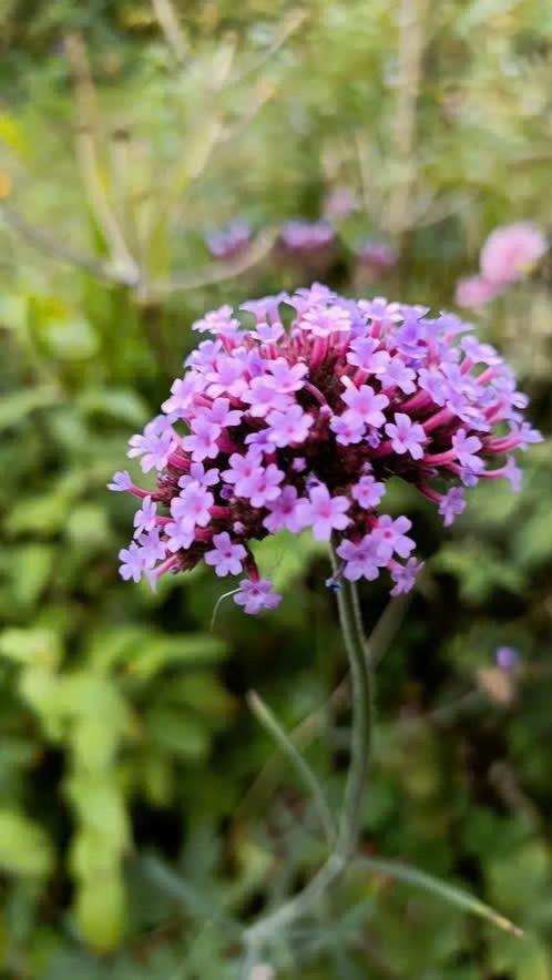 Grote potten verbena bonariensis. Bijen/vlinderplant, Volle zon, Vaste plant, Zomer, Ophalen
