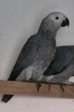 Grijze roodstaart 2025, Femelle, Perroquet, Bagué