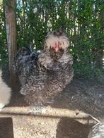 Usa zijdehoen haan, Dieren en Toebehoren, Pluimvee