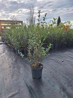 ‼️osmanthus Burkwoodii aan promoprijzen ‼️, Enlèvement, Taxus