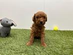 Nestjes Dwergpoedel pups, Poedel, Parvo, België, 8 tot 15 weken