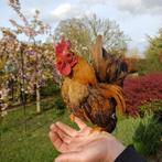 Serama jonge haantjes, Dieren en Toebehoren, Mannelijk, Kip