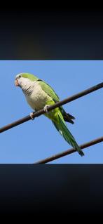 Muisparkiet / monniksparkiet, Dieren en Toebehoren, Parkiet, Geringd