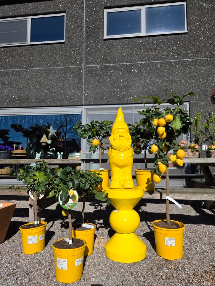 Citrus citroen - 4 seizoenen, Tuin en Terras, Planten | Fruitbomen, Ophalen