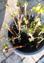 Hortensia steeken, Ophalen