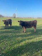 2 mooie galloway vaarzen, Dieren en Toebehoren, Vrouwelijk, 0 tot 2 jaar