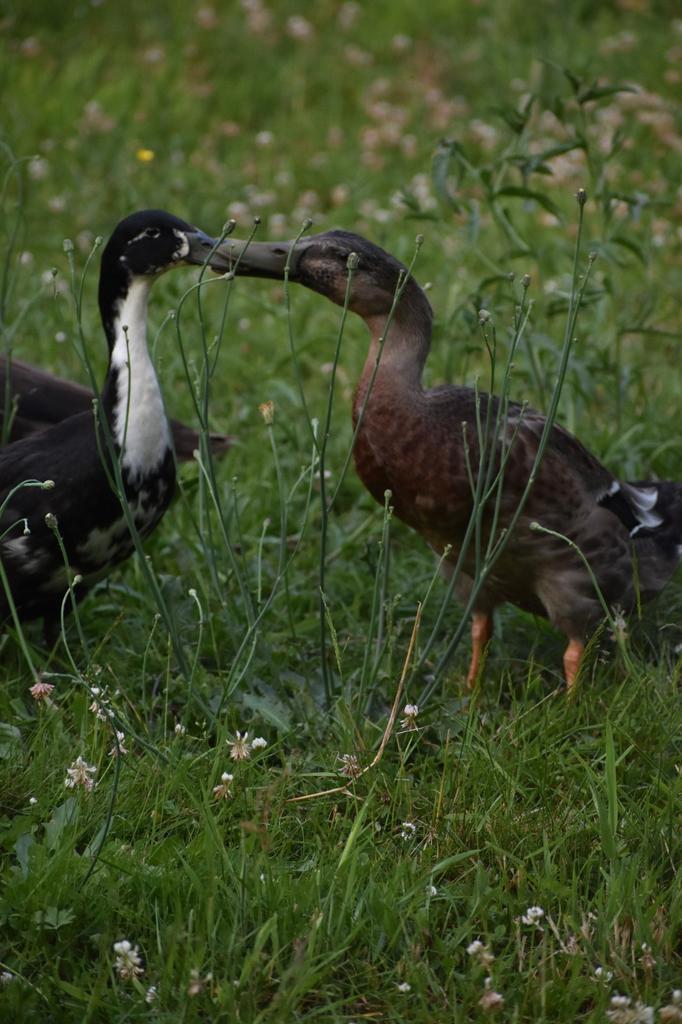 Broedeieren loopeenden, Dieren en Toebehoren, Pluimvee