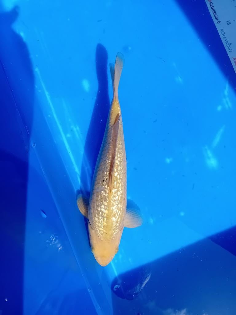 Ginrin chagoi Marusai, Carpe ou Koï