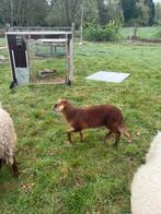 Voskoppen, Meerdere dieren, Schaap, 0 tot 2 jaar