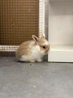 Lapins nains beliers à vendre, Femelle, Nain, Oreilles tombantes