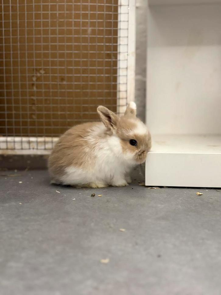 Lapins nains beliers à vendre, Animaux & Accessoires, Lapins, Nain, Femelle, Oreilles tombantes