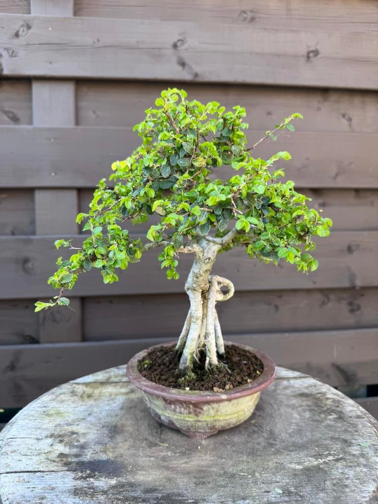 Ulmus Parvifolia bonsai met luchtwortels, Tuin en Terras, Halfschaduw, Overige soorten, Lente, Minder dan 100 cm