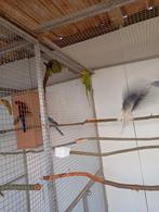 Koppel kweek rijpe barabandarkieten 150€ het koppel, Dieren en Toebehoren, Vogels | Parkieten en Papegaaien, Meerdere dieren