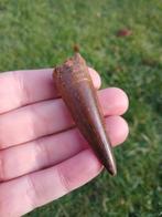 Top spinosaurus tand dinosaurus fossiel, Verzamelen, Mineralen en Fossielen, Ophalen of Verzenden, Fossiel