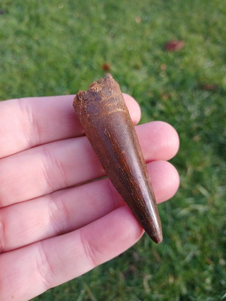 Top spinosaurus tand dinosaurus fossiel, Verzamelen, Mineralen en Fossielen, Fossiel, Ophalen of Verzenden