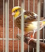 Jonge fife fancy kanaries. Gereserveerd