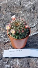 Cactus Mammilaria wildii, page 6. En fleur, Maison & Meubles, Enlèvement, Cactus
