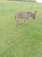 Ezel ruin, Animaux & Accessoires