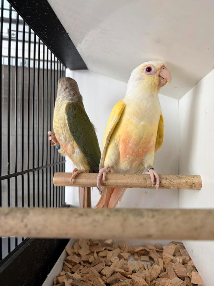 Pyrrhura crème ino couple, Animaux & Accessoires, Oiseaux | Perruches & Perroquets, Perroquet, Mâle