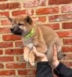 Lieve, speelse Shiba-Inu pups, Dieren en Toebehoren, België, Overige rassen, 8 tot 15 weken, Meerdere