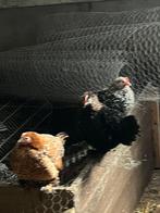 Broedeieren, Dieren en Toebehoren, Pluimvee, Vrouwelijk, Kip