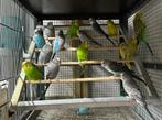 Kleine kleurgrasparkieten - TT kwaliteit, Animaux & Accessoires, Oiseaux | Perruches & Perroquets, Plusieurs animaux, Perruche