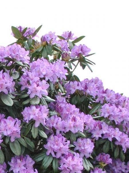 Rhododendrons, Jardin & Terrasse, Plantes | Arbustes & Haies, Arbuste, Rhododendron, Enlèvement