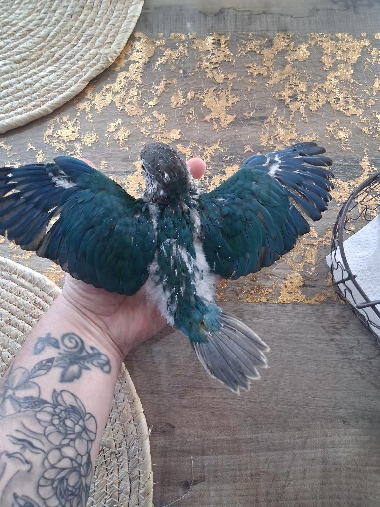 Conure eam turquoise opaline violet, Animaux & Accessoires, Oiseaux | Perruches & Perroquets, Sexe inconnu, Perroquet nain ou Inséparable