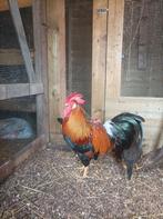 Broedeieren leghorn goudpatrijs, Dieren en Toebehoren, Pluimvee