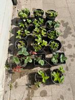 aardbeiplantje, Ophalen