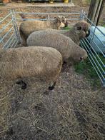 Hampshire Down rammen, Animaux & Accessoires, Mâle, Mouton, 0 à 2 ans